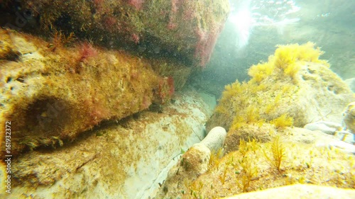 Little Fish Swims in Front of Camera Underwater Among Algae on Stones Mediterranean Sea photo
