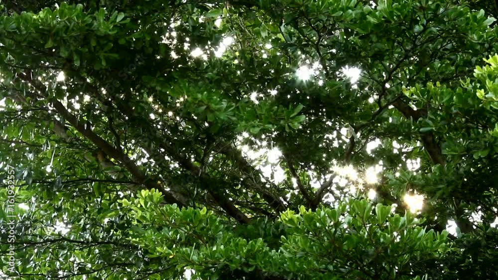 sunlight with green leaves of Ivory Coast almond tree. sunlight with green leaves of Ivory Coast almond tree.