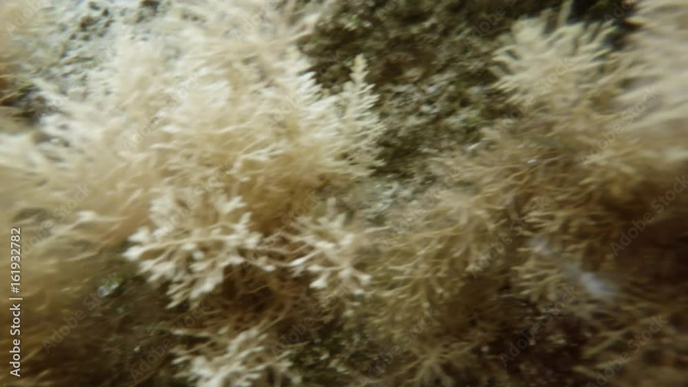 Pov Somebody Swims Underwater Among Algae Mediterranean Coast