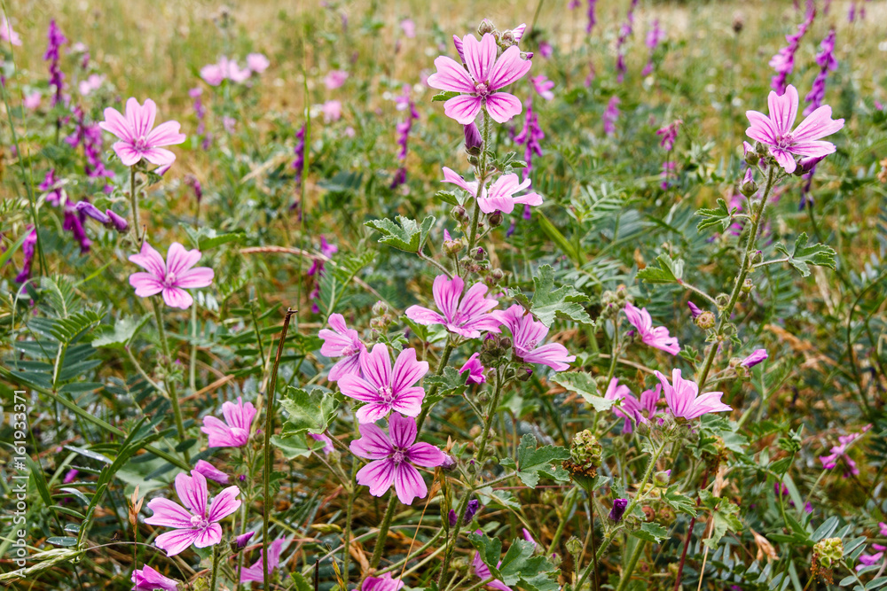 Naklejka premium Malva sylvestris. Malva común.