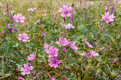 Malva sylvestris. Malva común.