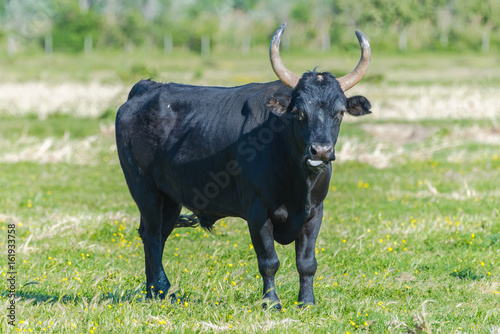  Bull in a field, male in Camargue 