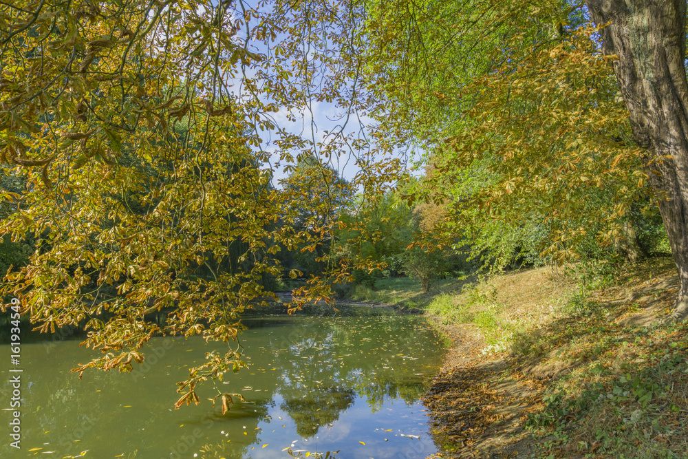 Huge Chestnut Tree aside Creek/ Germany