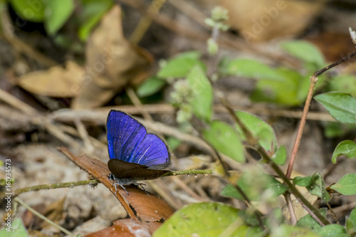 Asia Butterfly photo