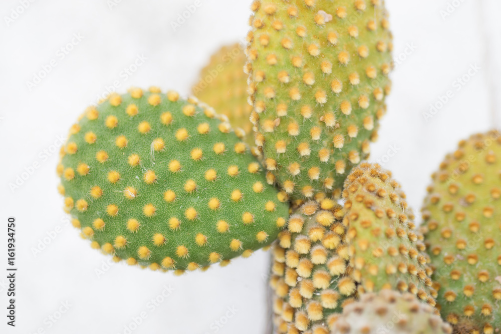 Nopales cactus leaves Nopales cactus leaves