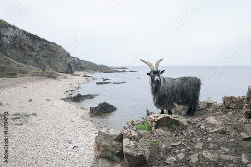 Wild goat on rocky coast