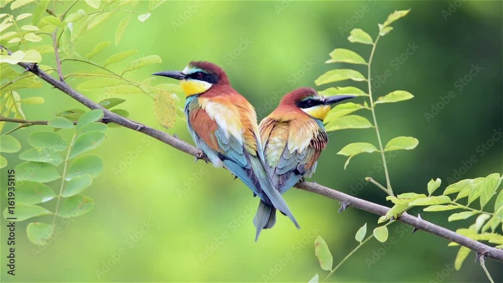 European bee-eater ( Merops apiaster )