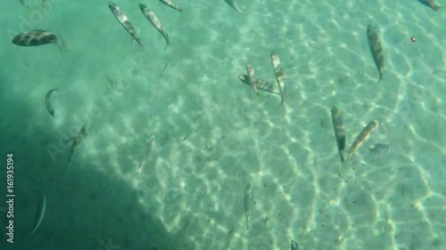 a Lot of Little Fishes Swim in Blue Water in Front of Camera Mediterranean Sea photo