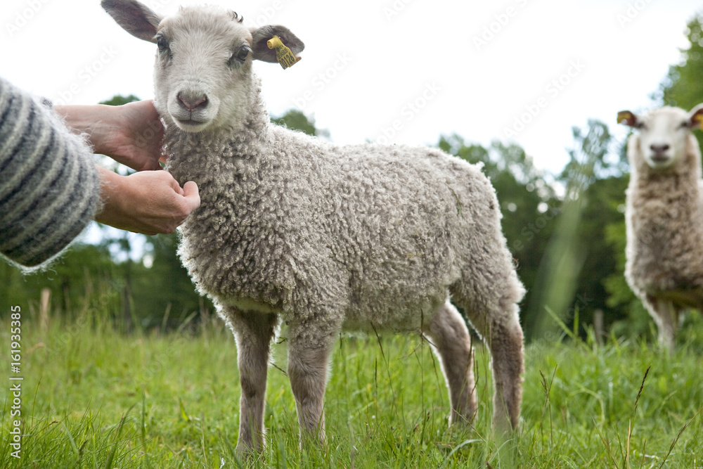 White Lamb White Lamb
