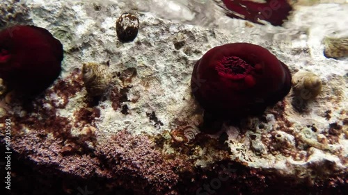 Red Sea Anemones and Snailices on Stone Underwater Mediterranean Coast photo