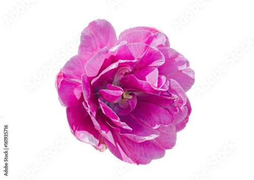 large pink forest flower on white