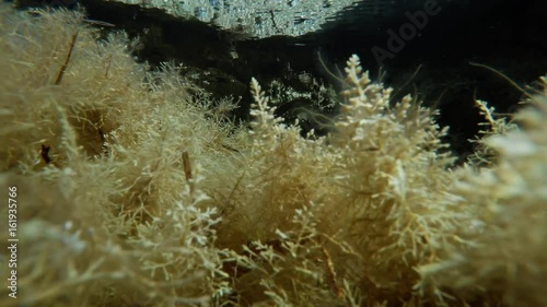 Raies of Sun Play With Water on Seaweeds Underwater Close up photo