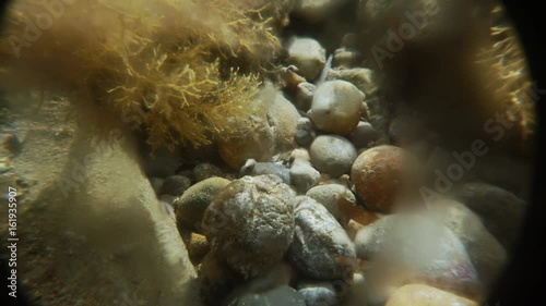 Shrimp Among Stones and Seaweeds Underwater Close up photo