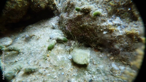 Shrimp Moves on Seacoast Among Algae and Stones Underwater Mediterranean Sea Macro photo