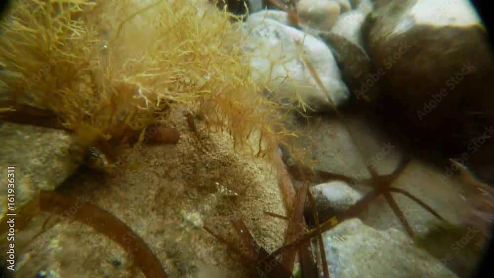 Shrimp Examines Camera Seacoast Among Algae and Stones Underwater Mediterranean Sea Macro Shrimp Examines Camera Seacoast Among Algae and Stones Underwater Mediterranean Sea Macro