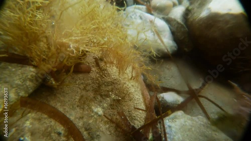 Shrimp Examines Camera Seacoast Among Algae and Stones Underwater Mediterranean Sea Macro photo