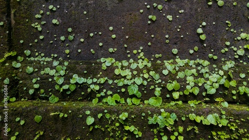 Dischidia nummularia Variegata wall.