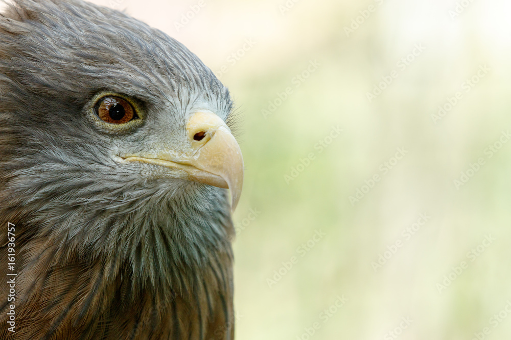 Eagle standing and looking at you Eagle standing and looking at you