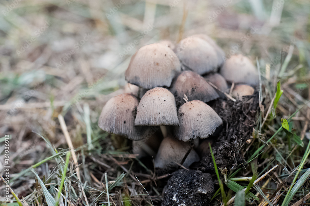 Mushrooms after rain. A lot of gray and brown mushrooms. A family of mushrooms in the grass and foliage Mushrooms after rain. A lot of gray and brown mushrooms. A family of mushrooms in the grass and foliage
