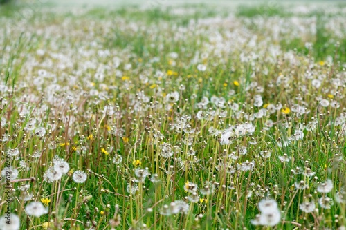 White and fluffy dandelion field. Green meadow.