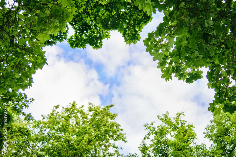 Fototapeta premium The sky through the trees