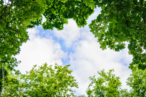 The sky through the trees