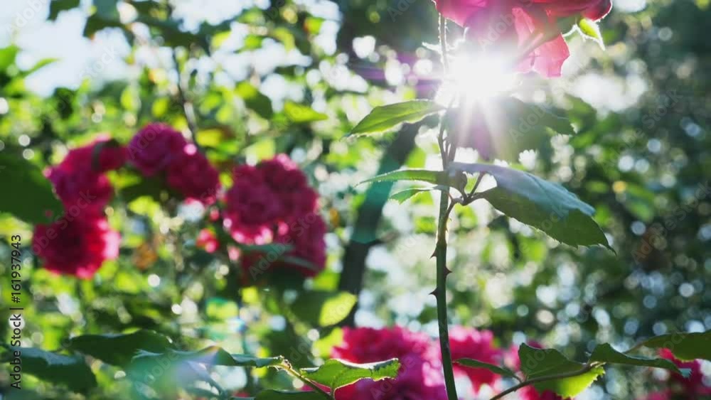 Slow motion. The rays of the summer sun streaming through the leaves and petals of red roses.