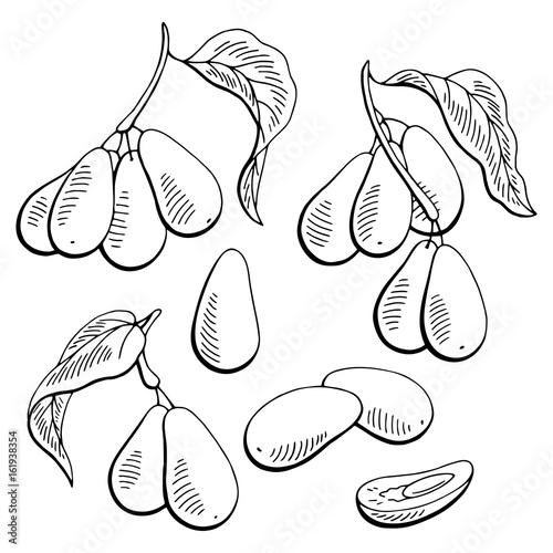 Dogwood berry graphic black white isolated sketch illustration vector