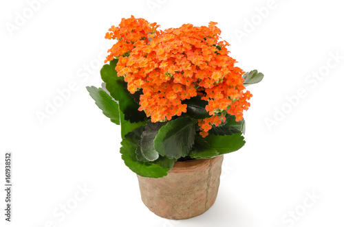 Fototapeta Naklejka Na Ścianę i Meble -  Kalanchoe