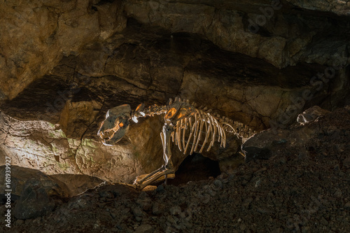 Enlightened skeleton of the bear in the limestone Katerinska cave in Moravian Karst. Czech Republic