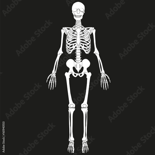 Vector image of human skeleton.