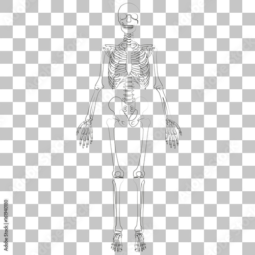 Vector image of human skeleton on a transparent background.