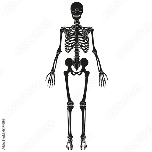 Vector image of human skeleton.