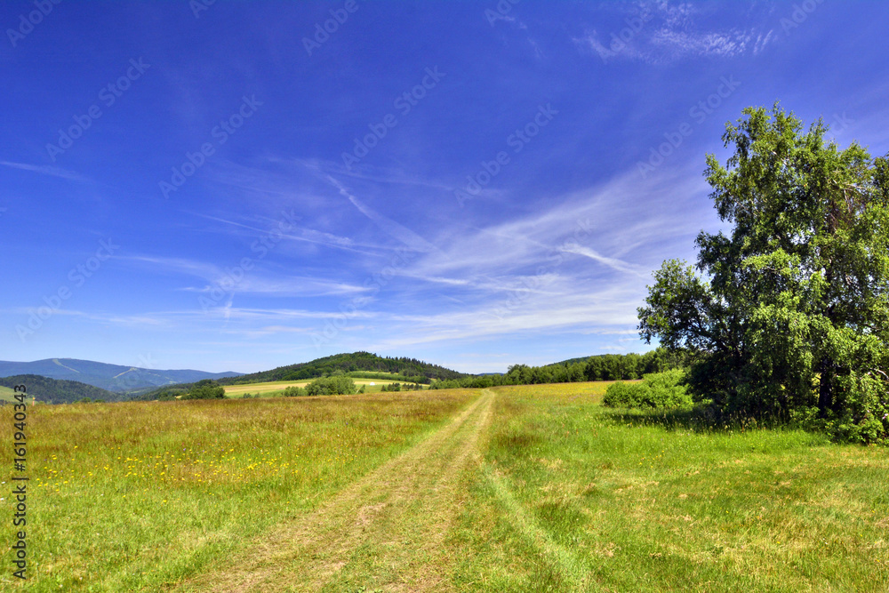 polna droga przez łąkę w piękny letni dzień