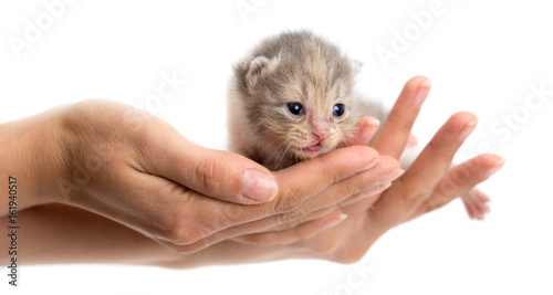 Newborn kitten in a hand on a white background © schankz