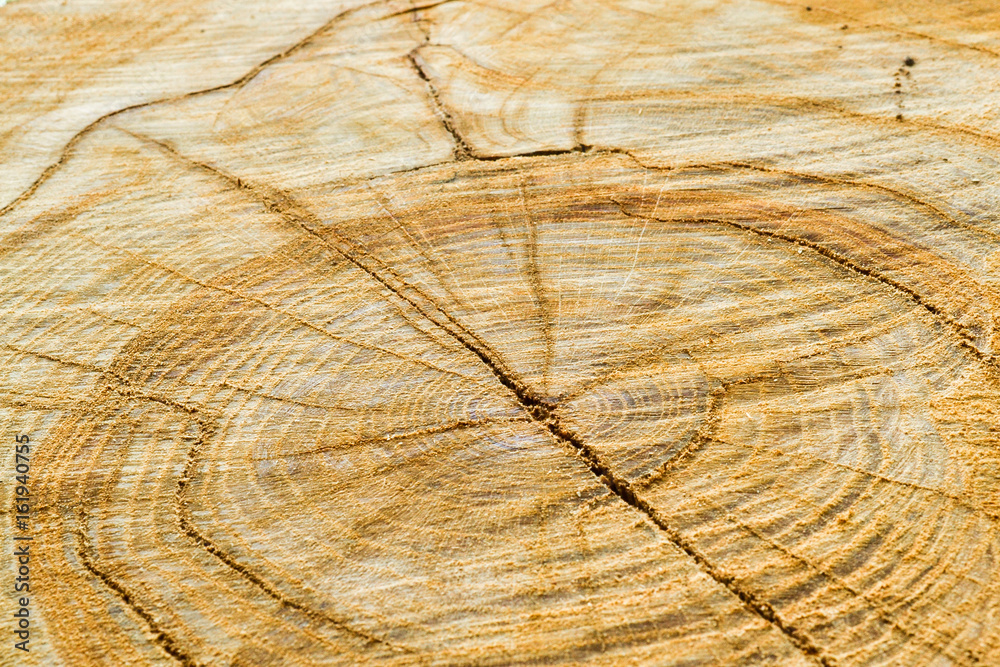 Fototapeta premium sawing of wood close up. Background and texture of wood