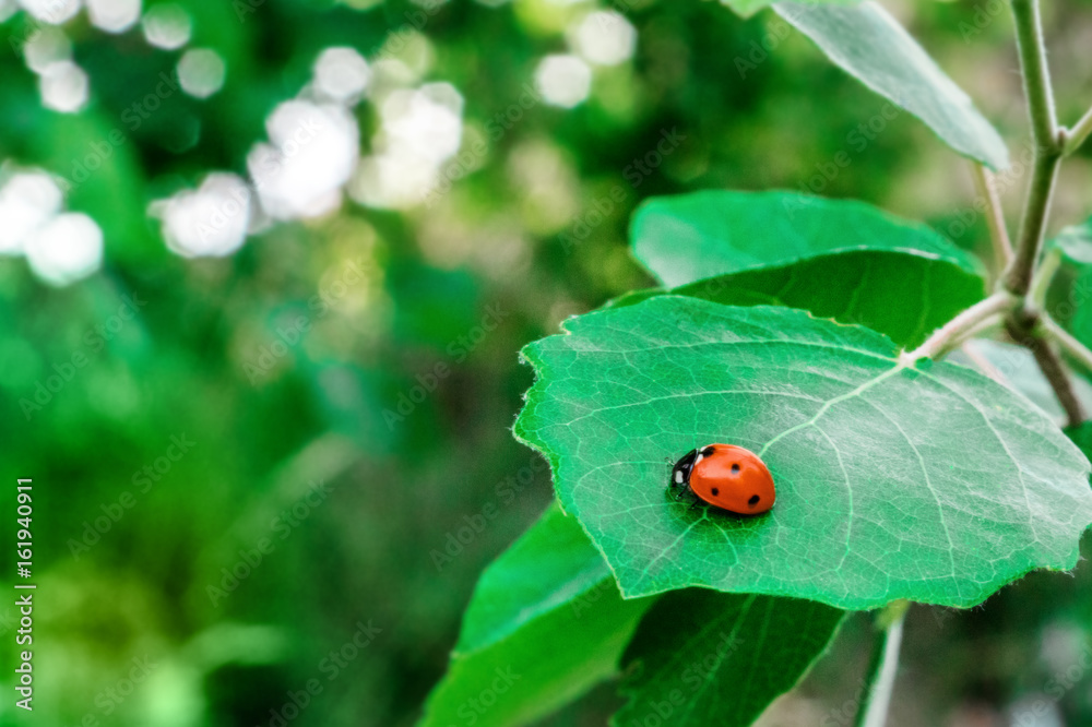 Vibrant ladybug on green leaf against blurred background Vibrant ladybug on green leaf against blurred background