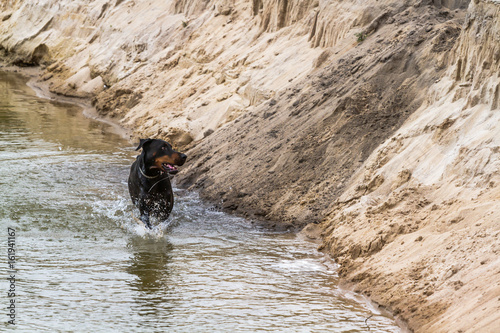 Dog Doberman runs along the edge of the water.