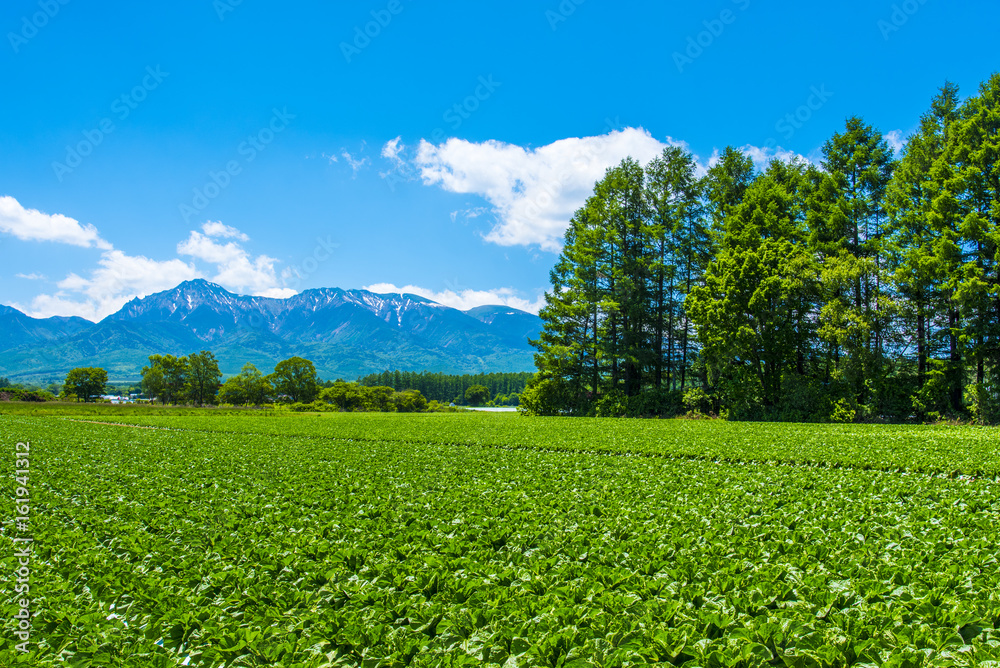 八ヶ岳と野辺山高原野菜 八ヶ岳と野辺山高原野菜