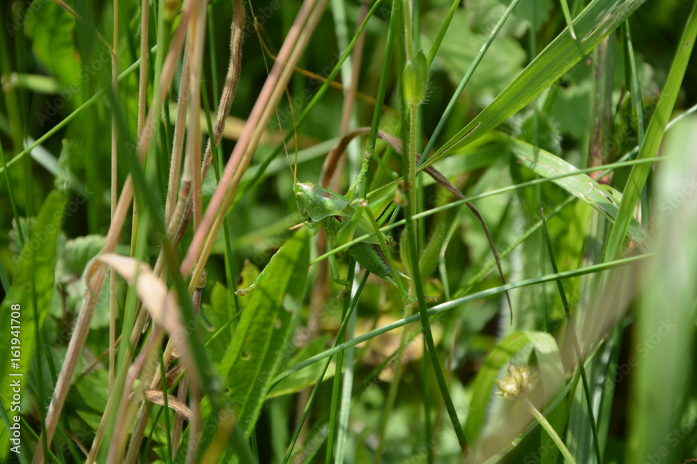 Heuschrecke - Zartschrecke mit kurzen Flügeln gut getarnt im Gras Heuschrecke - Zartschrecke mit kurzen Flügeln gut getarnt im Gras