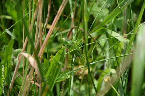 Heuschrecke - Zartschrecke mit kurzen Flügeln gut getarnt im Gras