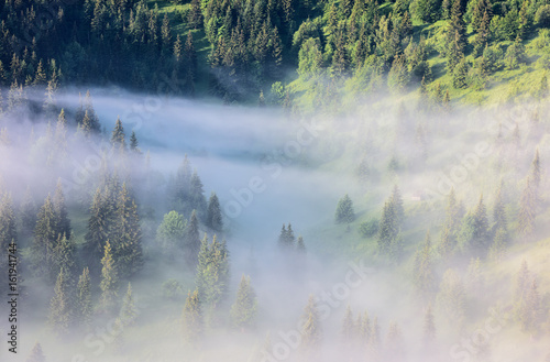 Foggy Landscape in Mountains. Beautiful morning landscape with trees in the fog.