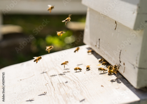 Close up of bees flying in and Out of their hives © esben468635