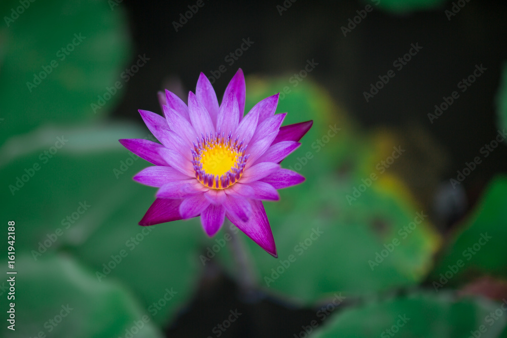 Pink water lily blooming in the midst of lily pads on a pond Pink water lily blooming in the midst of lily pads on a pond