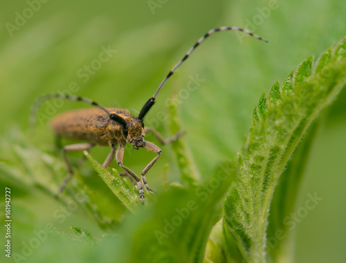 Beetle close-up in green foliage © Ruslan Semichev