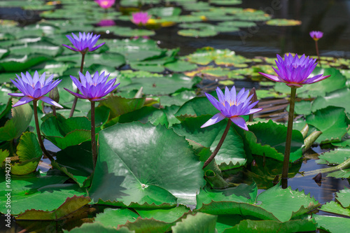 Group of blooming violet water lilies in the midst of lily pads on a pond
