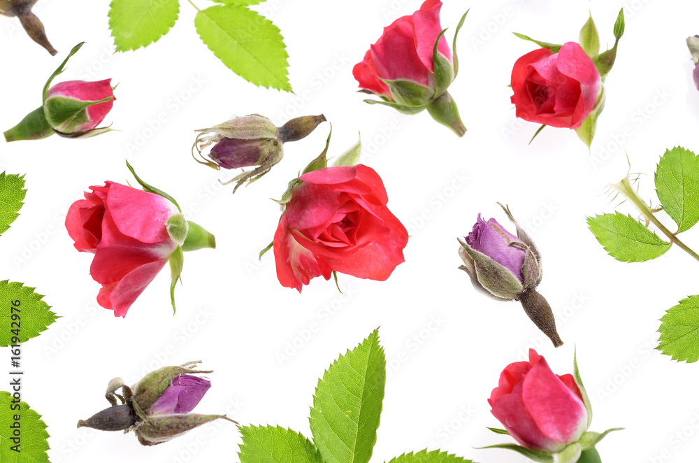 Beautiful red buds  rose collection background texture isolated on white background.