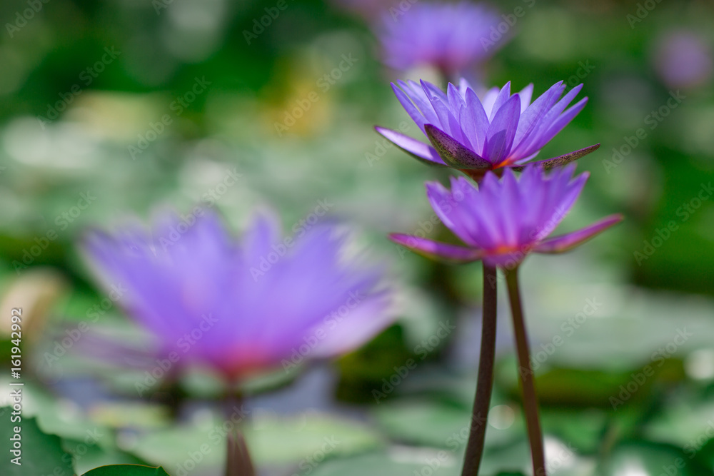 Group of blooming violet water lilies in the midst of lily pads on a pond Group of blooming violet water lilies in the midst of lily pads on a pond