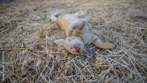Funny red cat playing outdoor