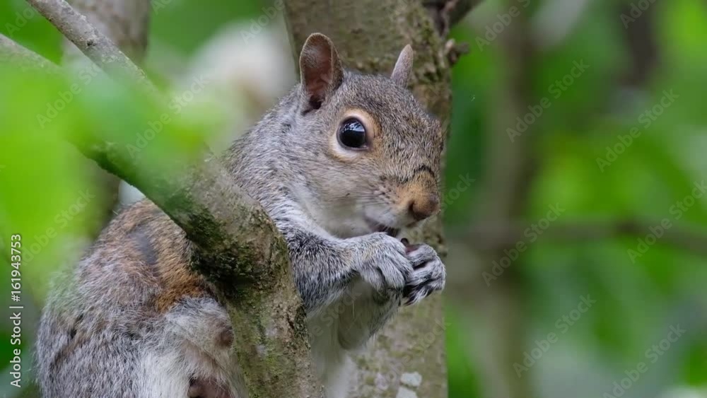 Female grey Squirrel feeding in tree showing teats. Female grey Squirrel feeding in tree showing teats.